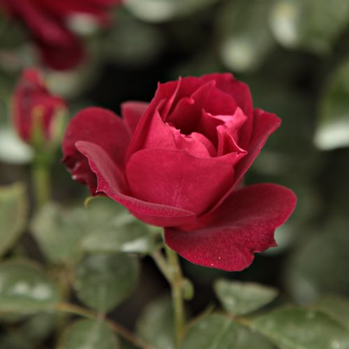 Rosa Cardinal Hume - purpuriu - roșu - Trandafir copac cu trunchi înalt - cu flori în buchet - coroană tufiș